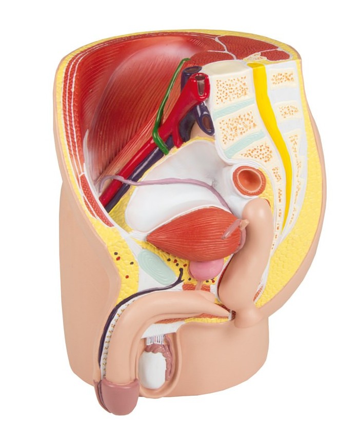 Erler Zimmer modello anatomico di pelvi maschile in 4 parti H211