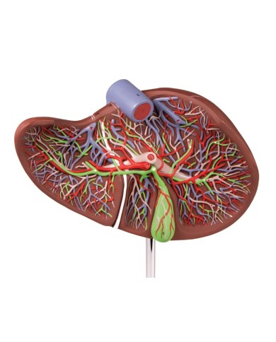 Erler Zimmer modello anatomico di fegato ingrandito 1 5 volte K108 Erler Zimmer modello anatomico di fegato ingrandito 1 5 volte K108