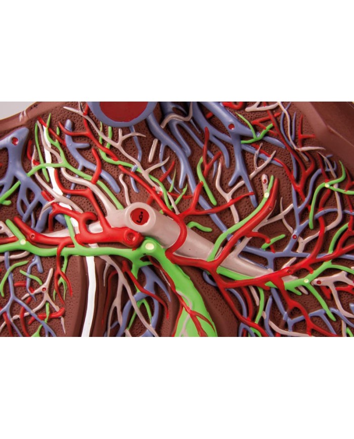Erler Zimmer modello anatomico di fegato ingrandito 1 5 volte K108