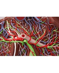 Erler Zimmer modello anatomico di fegato ingrandito 1 5 volte K108