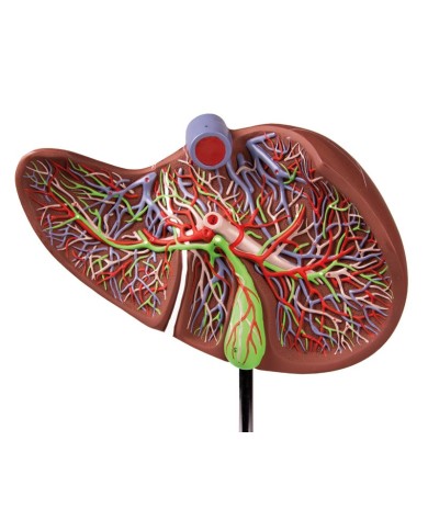 Erler Zimmer modello anatomico di fegato ingrandito 1 5 volte K108