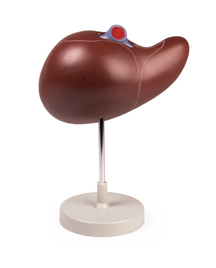 Erler Zimmer modello anatomico di fegato ingrandito 1 5 volte K108
