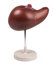 Erler Zimmer modello anatomico di fegato ingrandito 1 5 volte K108