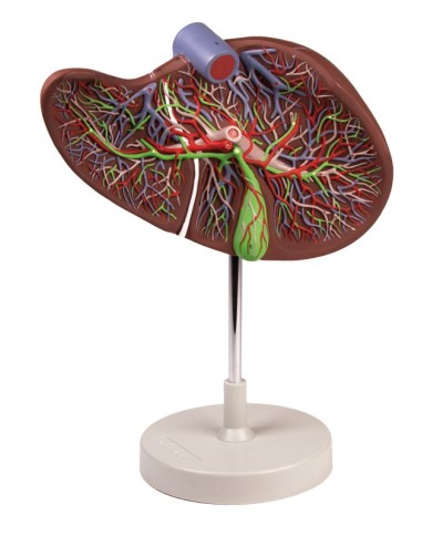 Erler Zimmer modello anatomico di fegato ingrandito 1 5 volte K108