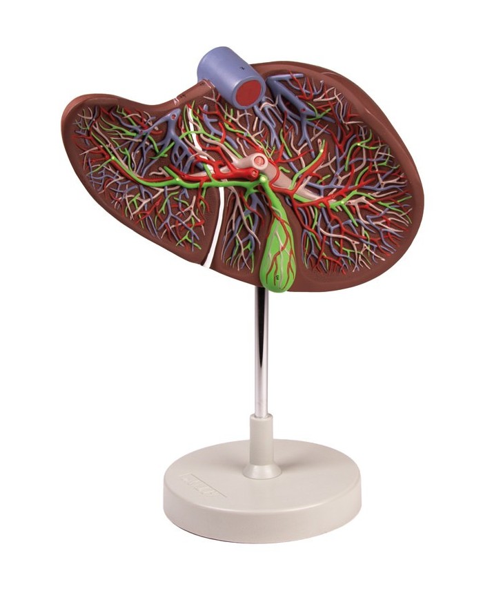Erler Zimmer modello anatomico di fegato ingrandito 1 5 volte K108