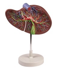 Erler Zimmer modello anatomico di fegato ingrandito 1 5 volte K108