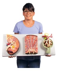 Sezione del rene nefrone e corpuscoli renali Erler Zimmer K111