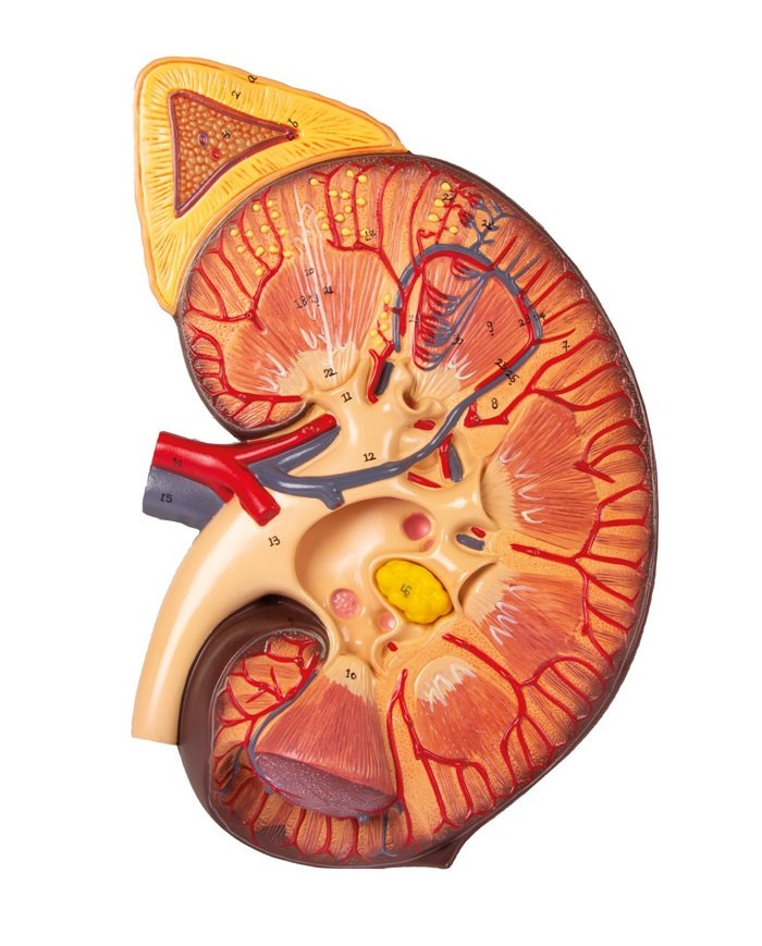 Sezione del rene nefrone e corpuscoli renali Erler Zimmer K111
