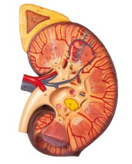 Sezione del rene nefrone e corpuscoli renali Erler Zimmer K111