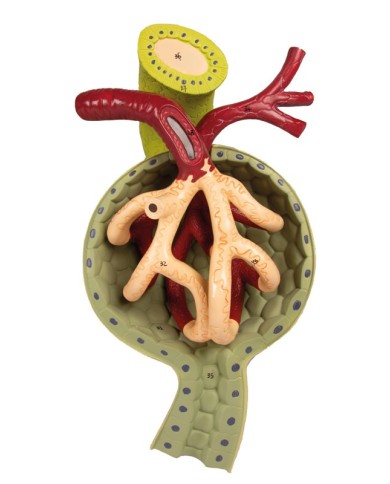 Sezione del rene nefrone e corpuscoli renali Erler Zimmer K111