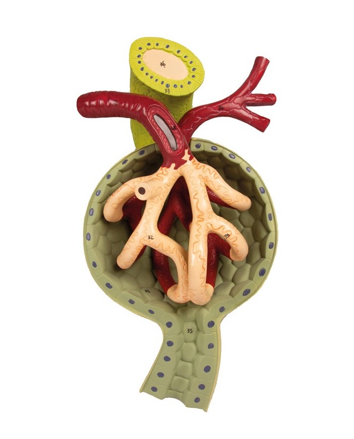 Sezione del rene nefrone e corpuscoli renali Erler Zimmer K111