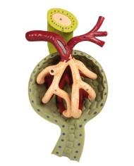 Sezione del rene nefrone e corpuscoli renali Erler Zimmer K111