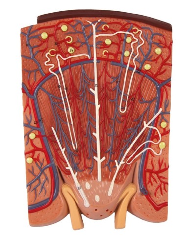 Sezione del rene nefrone e corpuscoli renali Erler Zimmer K111