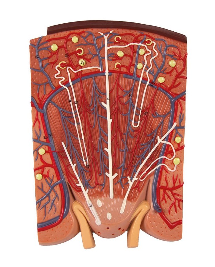 Sezione del rene nefrone e corpuscoli renali Erler Zimmer K111