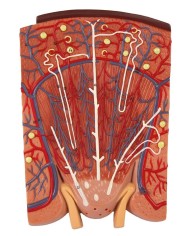 Sezione del rene nefrone e corpuscoli renali Erler Zimmer K111