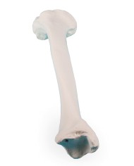 Erler Zimmer, modello anatomico didattico di tibia 3051