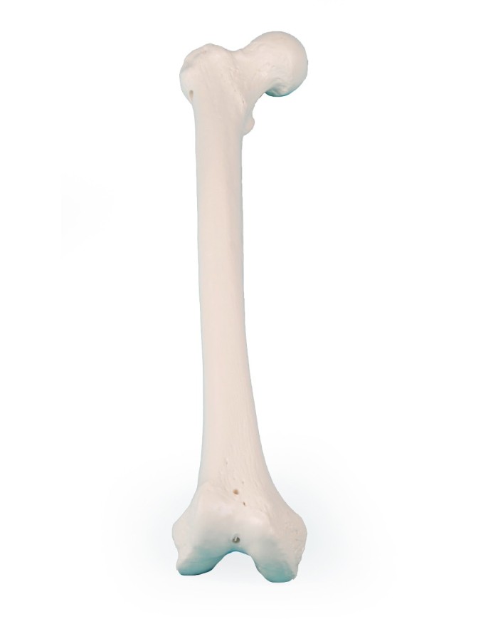 Erler Zimmer modello anatomico didattico di femore 3054