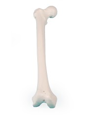 Erler Zimmer modello anatomico didattico di femore 3054