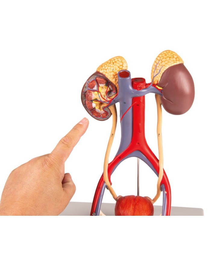 Modello anatomico di apparato urinario in 5 parti Erler Zimmer K132