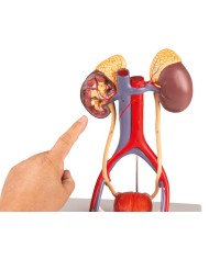 Modello anatomico di apparato urinario in 5 parti Erler Zimmer K132