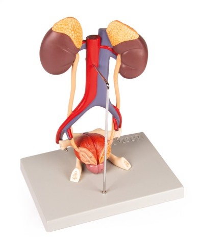 Modello anatomico di apparato urinario in 5 parti Erler Zimmer K132 Modello anatomico di apparato urinario in 5 parti Erler Zimmer K132