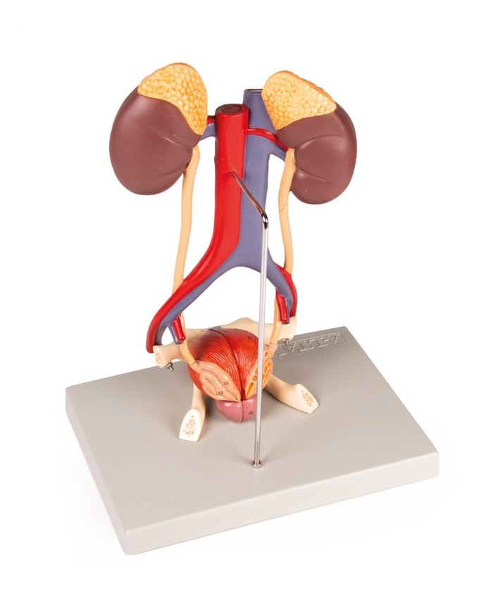 Modello anatomico di apparato urinario in 5 parti Erler Zimmer K132