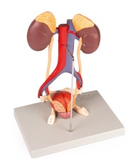 Modello anatomico di apparato urinario in 5 parti Erler Zimmer K132