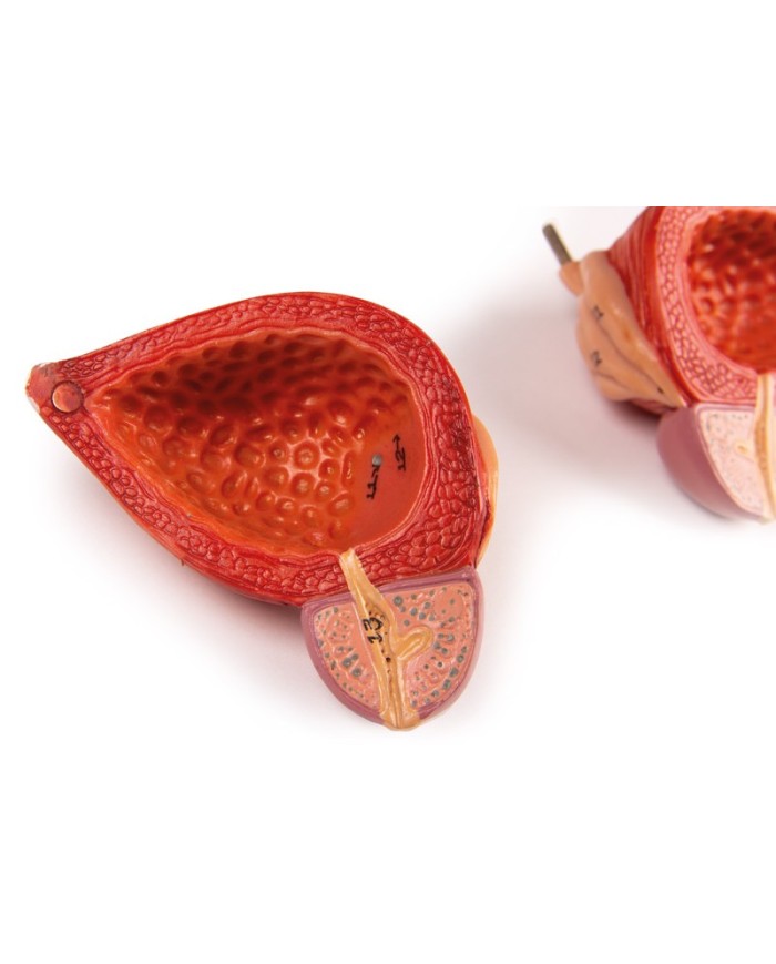 Modello anatomico di apparato urinario in 5 parti Erler Zimmer K132