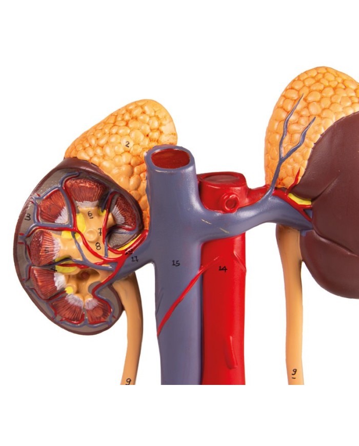 Modello anatomico di apparato urinario in 5 parti Erler Zimmer K132