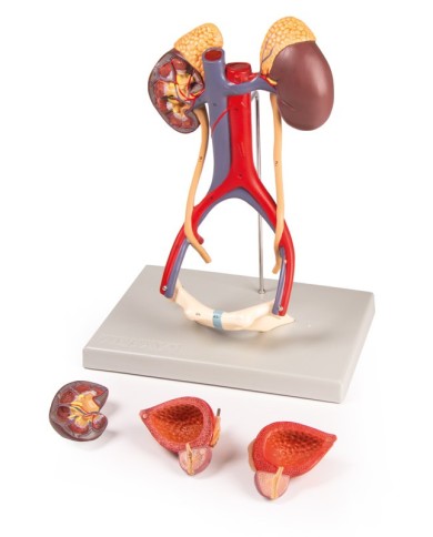 Modello anatomico di apparato urinario in 5 parti Erler Zimmer K132