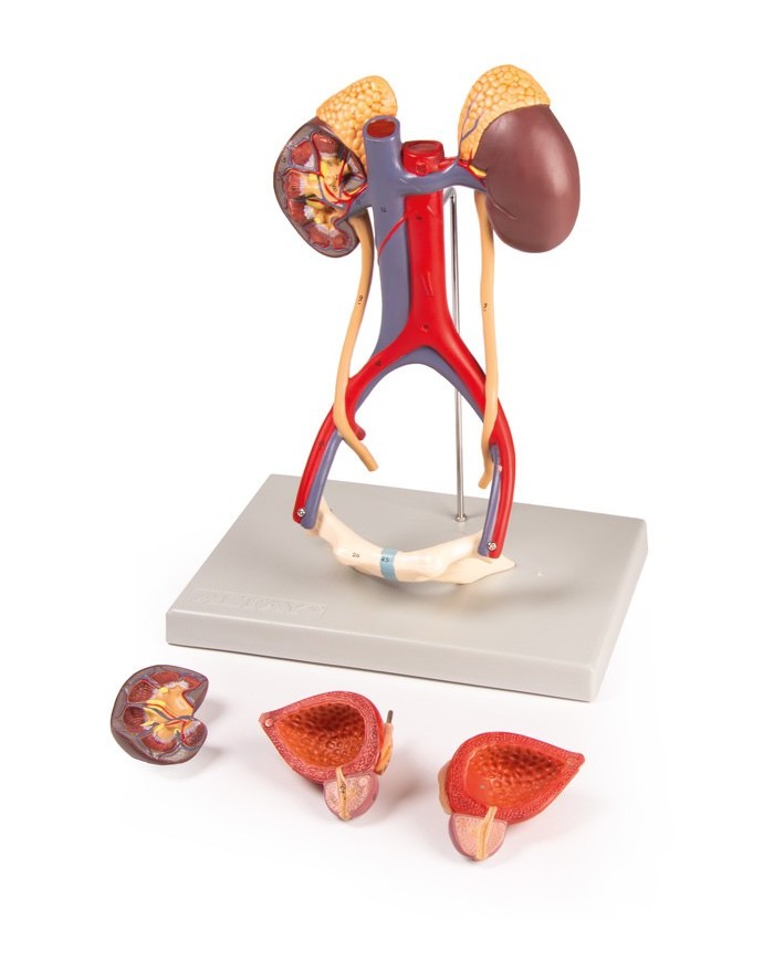 Modello anatomico di apparato urinario in 5 parti Erler Zimmer K132