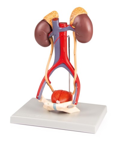 Modello anatomico di apparato urinario in 5 parti Erler Zimmer K132