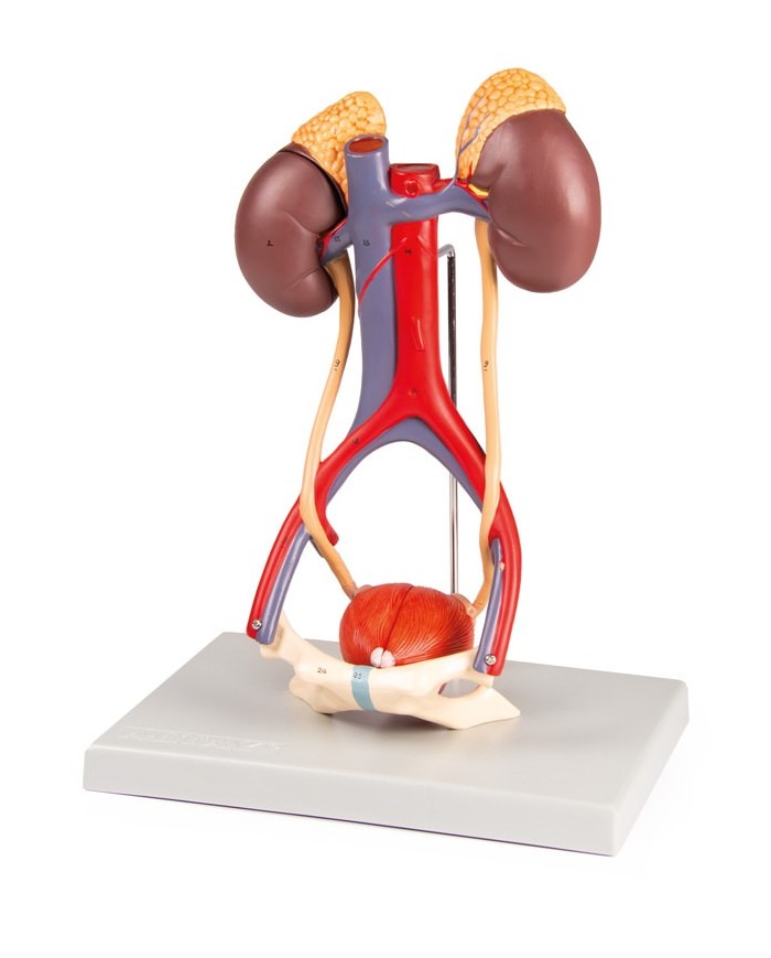 Modello anatomico di apparato urinario in 5 parti Erler Zimmer K132