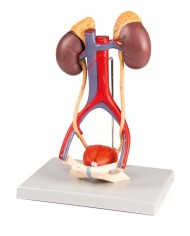 Modello anatomico di apparato urinario in 5 parti Erler Zimmer K132