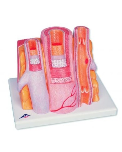 3B MICROanatomy, Modello anatomico di Arteria e vena - ingrandito 14 volte G42 3B MICROanatomy, Modello anatomico di Arteria e vena - ingrandito 14 volte G42
