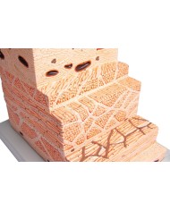 Modello anatomico di parete dello stomaco Erler Zimmer K180