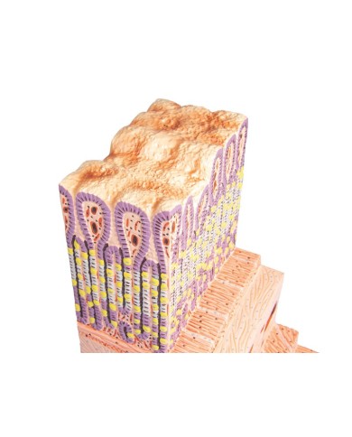 Modello anatomico di parete dello stomaco Erler Zimmer K180