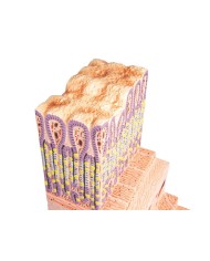 Modello anatomico di parete dello stomaco Erler Zimmer K180