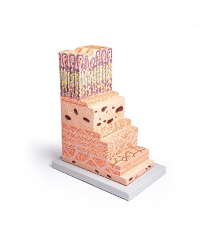 Modello anatomico di parete dello stomaco Erler Zimmer K180