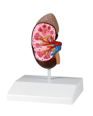 Modello anatomico di rene a dimensione naturale Erler Zimmer K212 Modello anatomico di rene a dimensione naturale Erler Zimmer K212