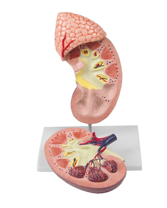 Rene con ghiandola surrenale ingrandito 2 volte Erler Zimmer K213