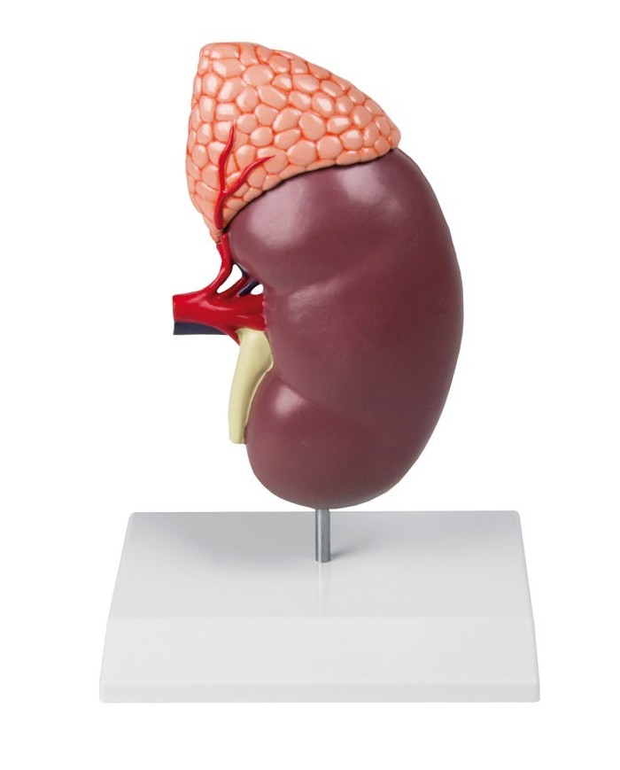 Rene con ghiandola surrenale ingrandito 2 volte Erler Zimmer K213