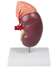 Rene con ghiandola surrenale ingrandito 2 volte Erler Zimmer K213