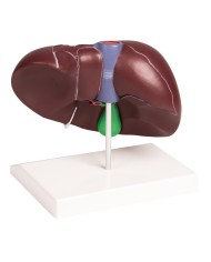 Erler Zimmer, Modello di patologie di milza, pancreas e cistifellea K295