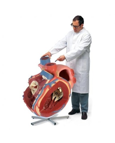3b Scientific, Modello anatomico di cuore gigante, ingrandito 8 volte VD250 3b Scientific, Modello anatomico di cuore gigante, ingrandito 8 volte VD250