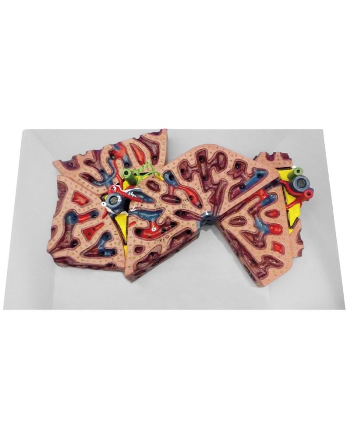 Lobuli epatici Erler Zimmer K78