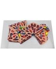 Lobuli epatici Erler Zimmer K78