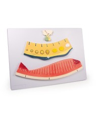 Erler Zimmer, modello anatomico di utero a grandezza naturale L261