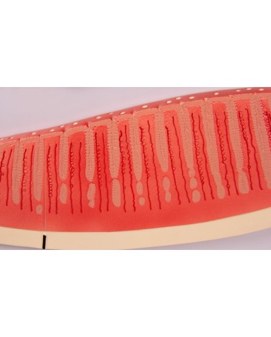 Erler Zimmer, modello anatomico di utero a grandezza naturale L261