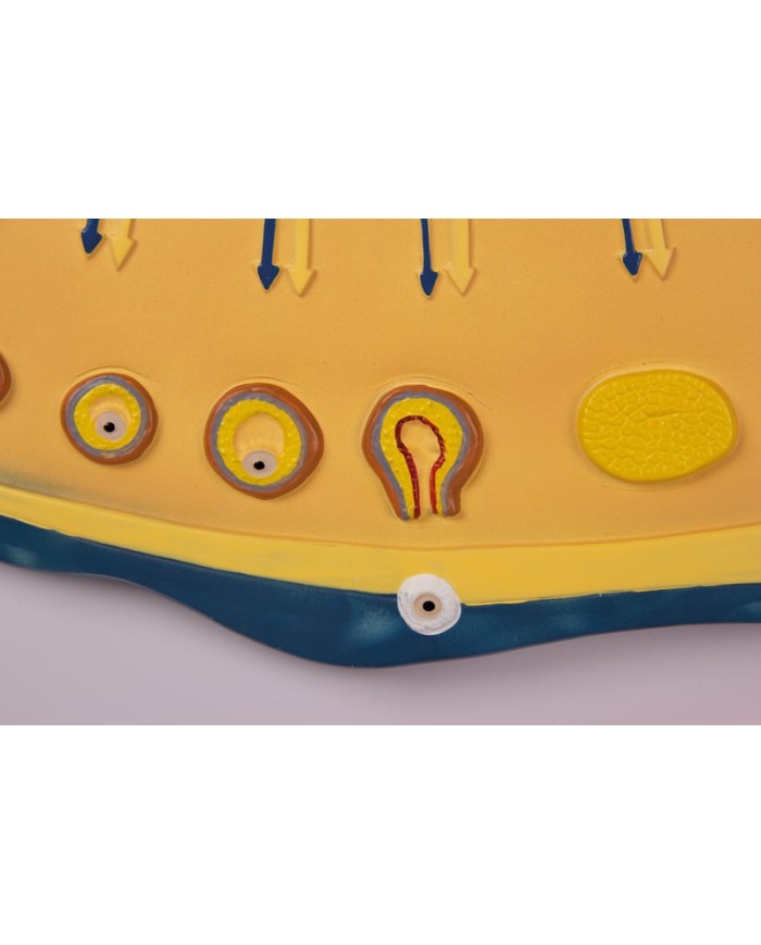 Erler Zimmer, modello anatomico di utero a grandezza naturale L261